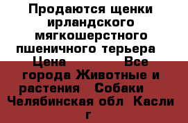 Продаются щенки ирландского мягкошерстного пшеничного терьера › Цена ­ 30 000 - Все города Животные и растения » Собаки   . Челябинская обл.,Касли г.